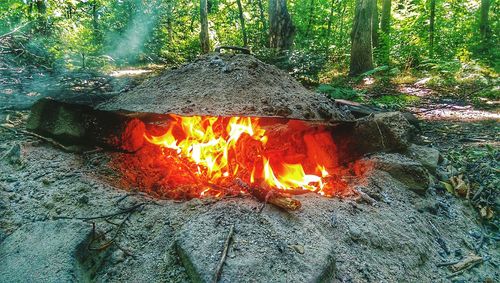 Bonfire in forest