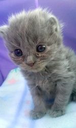 Close-up portrait of cat