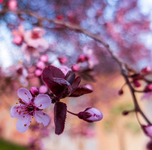 Close-up of pink cherry blossoms in spring