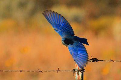 Close-up of birds flying against blue sky