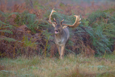 Deer standing in a field