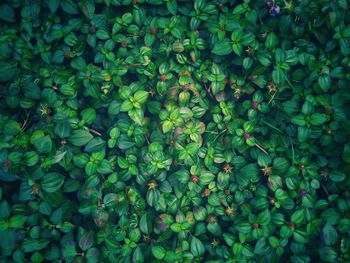 Field with a green leaf for the background.