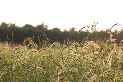 Close-up of crops growing on field against sky