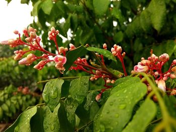 Close-up of red flowering plant