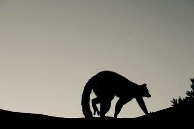 Silhouette lemur against clear sky at dusk