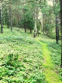 Trees in forest