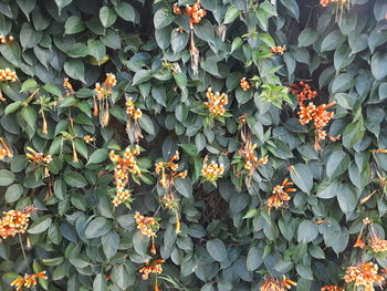 Full frame shot of flowering plants