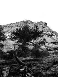 Low angle view of trees against clear sky