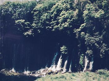 Scenic view of trees