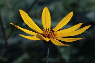 Close-up of yellow flower