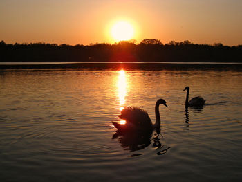 Silhouette swans swimming in lake against sky during sunset