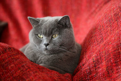 Close-up portrait of a cat