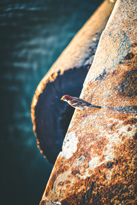 Close-up of sparrow on rock