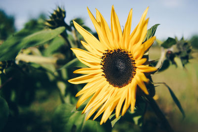 Close-up of sunflower