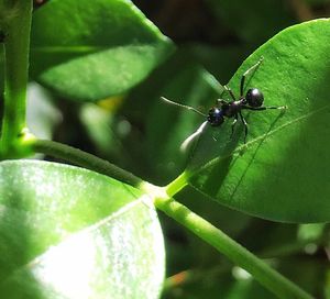 Close-up of insect on leaf