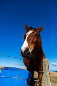 Close up of a horse