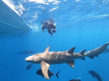 View of fishes swimming in sea