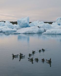 Ducks floating on lake against sky during winter