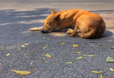 Dog lying on the road