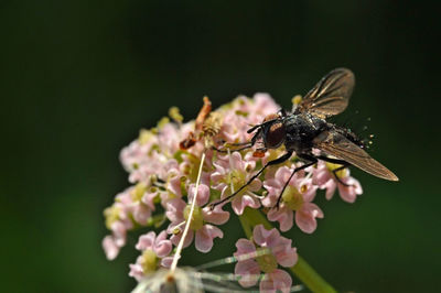 Close-up of bee pollinating on flower