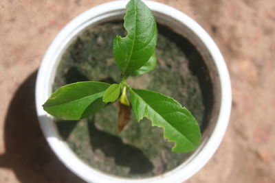 Close-up of diseased orange  seedling in white solo cup