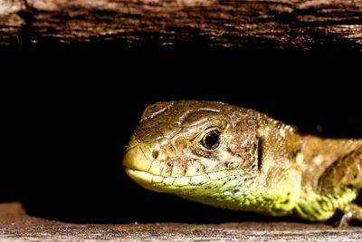 Close-up of turtle