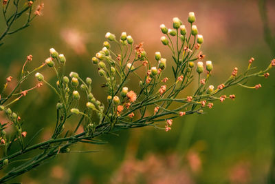 Close-up of plant