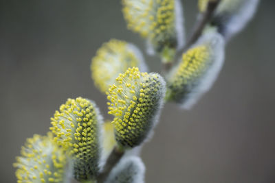 Close-up of yellow flowering plant