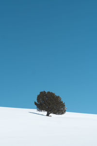 Tree on snowcapped mountain under blue sky, catalonia, spain