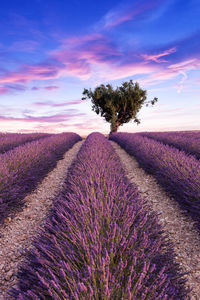 Scenic view of flower field against sky during sunset