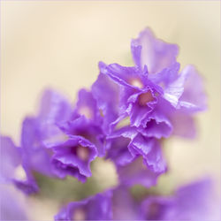 Close-up of purple flower blooming outdoors