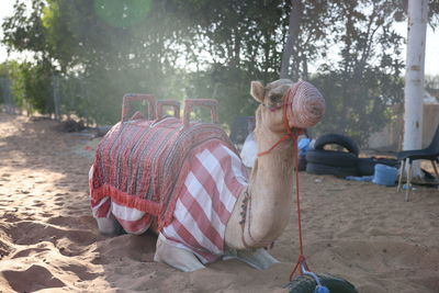 camel