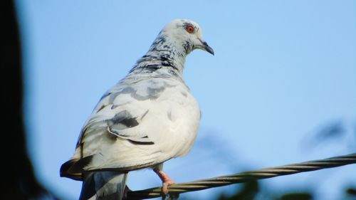 Low angle view of white pegion perching against clear sky