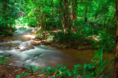 Stream flowing amidst trees in forest