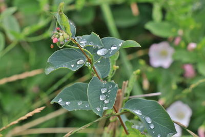 Close-up of wet plant leaves