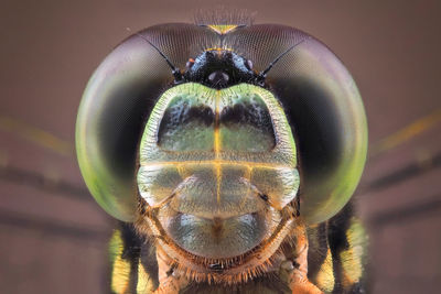 Close-up portrait of an insect
