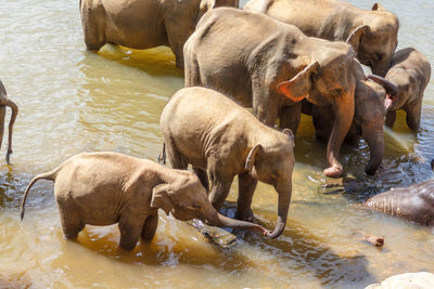 Elephant drinking water in lake