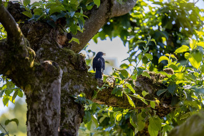 Low angle view of bird perching on tree