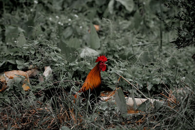 View of a bird on field
