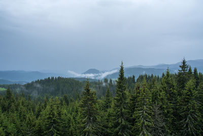 Scenic view of pine trees against sky