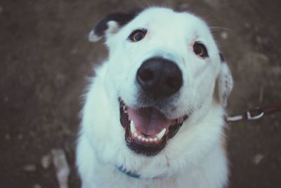 Close-up portrait of dog