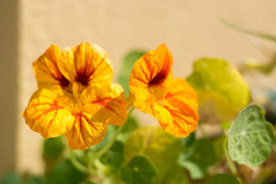 Close-up of yellow flowering plant