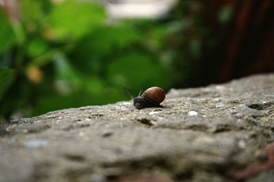 Close-up of snail on rock