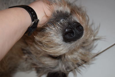 Close-up portrait of dog