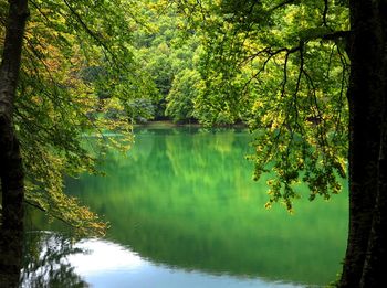 Scenic view of lake in forest