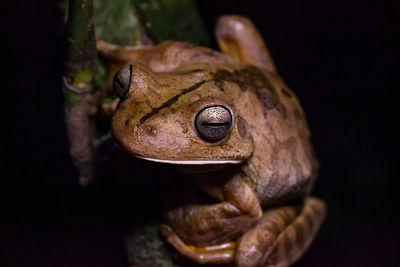 Close-up of a frog