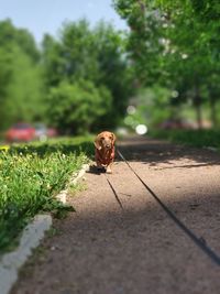 Surface level of dog on footpath