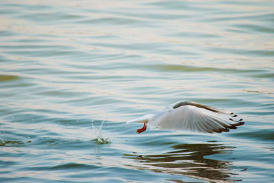 Seagulls flying over lake