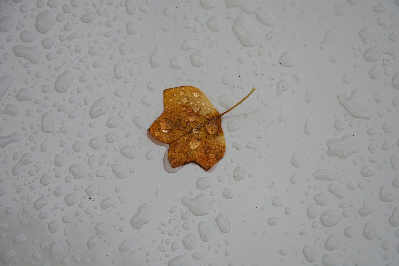 leaf, wet, indoors, drop, no people, water, rain, close-up, pattern, nature, studio shot