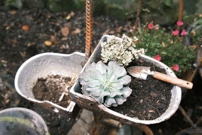 High angle view of flowering plant on land